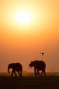 Two elephants and a kingfisher in silhouette against the sunset. Royalty Free Stock Photo