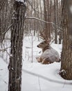 Vertical back view of adorable Mule deer resting in white snowy winter forest