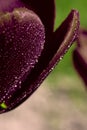 Vertical backdrop with blooming burgundy colored tulip with small waterdrops sparkling Royalty Free Stock Photo