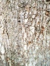 vertical background - bark of mature elm tree Royalty Free Stock Photo