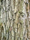 vertical background - bark of mature oak tree Royalty Free Stock Photo