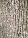 vertical background - bark of old lime tree