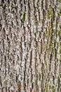 vertical background - bark of old maple tree