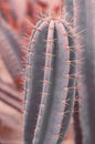 Vertical background with Carnegiea gigantea cactus Royalty Free Stock Photo