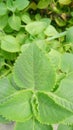 16:9 Vertical background image, âtiger earâ or common name Indian borage.