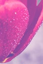 Vertical background made of part of pink colored fragile tulip flower with small dew drops