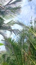 Vertical background of palm trees under blue sky, low angle photo Royalty Free Stock Photo