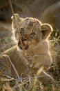 Vertical backlit portrait of cute baby lion cub playing with a stick Kruger Park South Africa Royalty Free Stock Photo