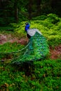 Vertical backshot of a beautiful Indian peafowl in the scenic park