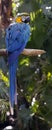 Colorful blue macaw perched on a tree branch Royalty Free Stock Photo