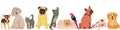 Vertical banner with cute domestic pets group portrait