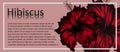 Vertical banner design with hibiscus flower Royalty Free Stock Photo