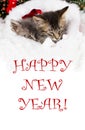 Vertical banner with text Happy New Year - 2 sleeping kittens in the sock of Santa Claus. Beautiful Christmas card. Royalty Free Stock Photo