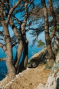 Vertical of beautiful coniferous pine trees with the sunlit seascape view in the background