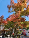 Vertical of beautiful fall trees in Kyoto temple gardens in Japan