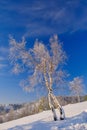 Vertical of a beautiful forest during winter in Serbia Royalty Free Stock Photo