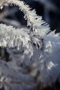 Vertical beautiful natural background of dry grass covered with prickly white frost on a cold autumn Sunny morning Royalty Free Stock Photo