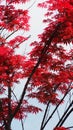 Vertical of beautiful red Japanese maple tree leaves, Acer palmatum Royalty Free Stock Photo
