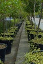 Vertical beautiful shot of range of trees in pots in MedellÃÂ­n River Park, Colombia