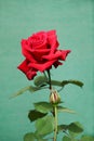Vertical of a beautifully blossomed red rose on the green background