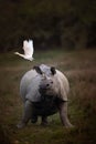 Vertical of a bird hovering over a grazing rhinoceros in a lush green field Royalty Free Stock Photo