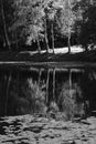 Vertical black and white park pond reflections background Royalty Free Stock Photo