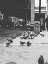 Vertical black-and-white shot of pigeons in the street
