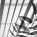 Vertical blinds or louvers reflection with branch Royalty Free Stock Photo