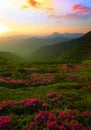 Vertical blooming nature summer image, attractive mountains sunrise view on meadow in mountains ped pink flowers on background gre