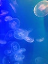 Vertical blue background of many transparent little jellyfish swimming in the water