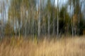 Vertical blur from aspen trees in the fall