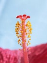 Vertical blurred floral background Hibiskus red flower Royalty Free Stock Photo