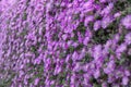 Vertical blurred purple flowers texture Royalty Free Stock Photo