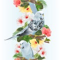 Vertical border seamless background bird Budgerigar, home pet ,blue pet parakeet on a branch bouquet with tropical flowers hibisc Royalty Free Stock Photo