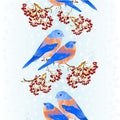 Vertical border seamless background birds Bluebirds thrush small songbirdon on snowy tree rowan berry winter background vintage