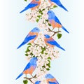 Vertical Border Seamless Background Bluebirds  Thrush Small Bird On An Apple Tree Branch With Flowers Spring Background Vintage