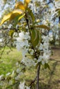 Vertical branch of cherry with lots of flowers