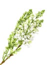 Vertical branch of white lilac without leaf Royalty Free Stock Photo