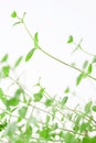 Vertical bright fresh green peppermint leaves with light background macro Royalty Free Stock Photo