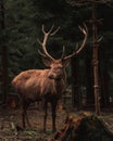 Vertical of a brown doe standing in a green forest in Czech Republic on a foggy day