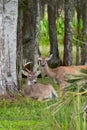 Vertical of a buck and doe Royalty Free Stock Photo