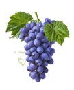 Vertical bunch of blue grapes isolated on white background Royalty Free Stock Photo