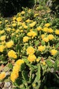 Vertical Succulent cacti with yellow blossoms close Royalty Free Stock Photo