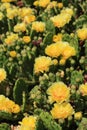 Vertical Succulent cacti with yellow blossoms close Royalty Free Stock Photo