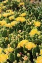 Vertical Succulent cacti with yellow blossoms close Royalty Free Stock Photo