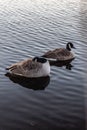 Vertical of Canada geese along a river in Boston.