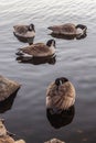 Vertical of Canada geese along a river in Boston.