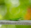 Vertical Carolina anole