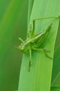 Vertical cCloseup on a juvenile Great green bushcricket, Tettigonia viridissima Royalty Free Stock Photo