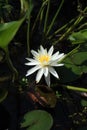 Single white water Lotus lily flowers